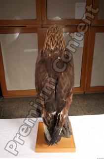 Hawk 0126